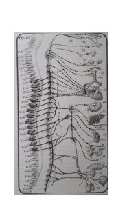 Osteopatia organica e viscerale