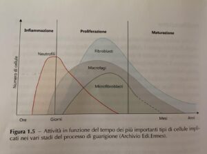 tempo e fasi di guarigione di una cicatrice