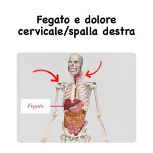fegato e dolore cervicale/spalla destra